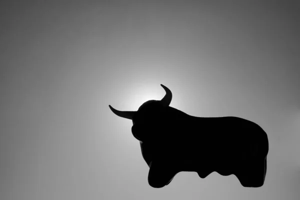 カラフルな夕日の空に対して草原の生息地のシルエットで牛の頭と体 大きな雄牛のシルエット — ストック写真
