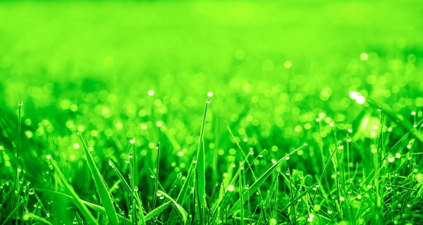 Çiy damlaları olan taze yeşil çimenler. Yağmurdan sonra taze çimenlere su damlaları düşer. Yeşil çimlerin üzerinde hafif sabah çiği. Çok güzel bir bokeh. Küçük alan derinliği.