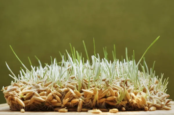 Raíces Avena Germinada Granos Avena Germinación Semillas Casa Avena Germinada — Foto de Stock