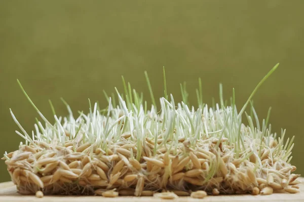 Raíces Avena Germinada Granos Avena Germinación Semillas Casa Avena Germinada — Foto de Stock