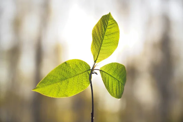 Φυσικό Πράσινο Φόντο Επιλεκτική Εστίαση Πράσινα Φύλλα Ακτίνες Του Ήλιου — Φωτογραφία Αρχείου