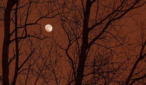 Full moon behind naked tree branches in a starry night. Full moon shining through  branches.