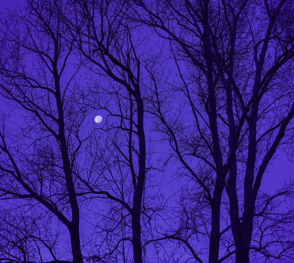 Πανσέληνος Πίσω Από Γυμνά Κλαδιά Δέντρων Μια Έναστρη Νύχτα Πανσέληνος — Φωτογραφία Αρχείου