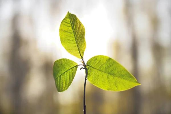 Φυσικό Πράσινο Φόντο Επιλεκτική Εστίαση Πράσινα Φύλλα Ακτίνες Του Ήλιου — Φωτογραφία Αρχείου
