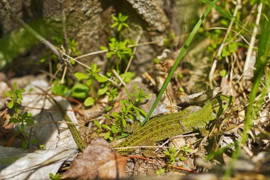 Kalın yeşil çim içinde oturan kertenkele
