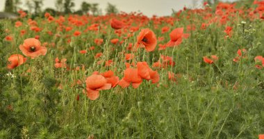 Çiçekler Kırmızıgelincikler vahşi tarlada çiçek açarlar.