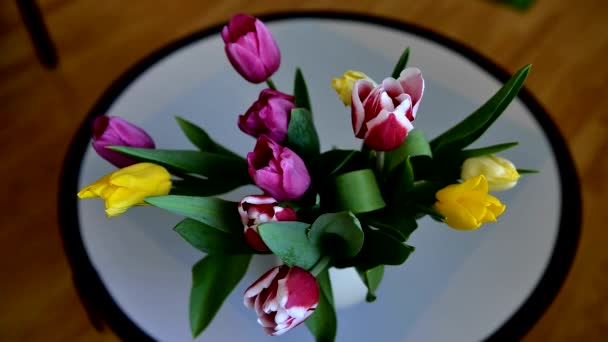 Rote und gelbe Tulpen blühen im Zeitraffer am 8. März — Stockvideo