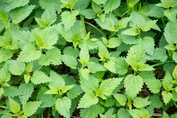 Green leaves pattern background, Natural background and wallpaper — Stock Photo, Image