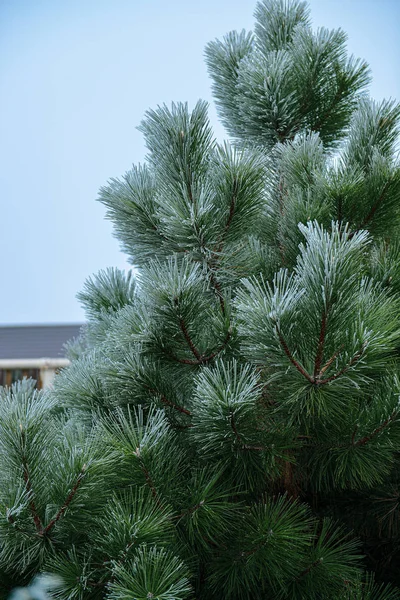 Winter landscape with pine place for text — Stock Photo, Image