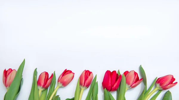 Flat lay of red tulips isolated on white for one side with copy space Royalty Free Εικόνες Αρχείου