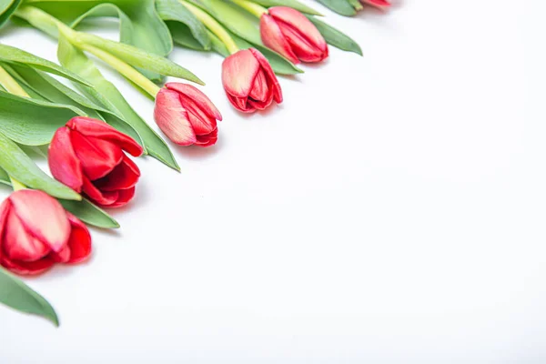 Lapos feküdt piros tulipán elszigetelt fehér az egyik sarkában másolás hely — Stock Fotó