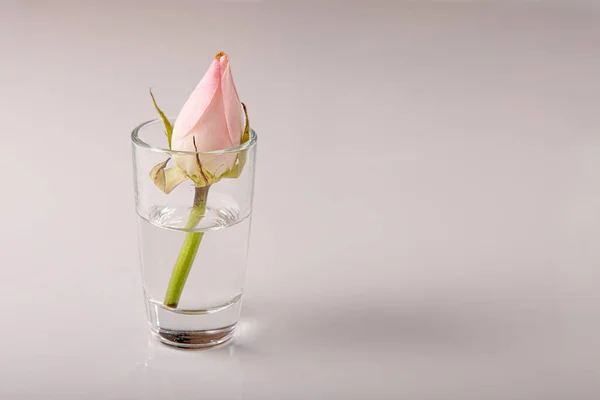 The small rose in transparent glass stack with water — Stock Fotó
