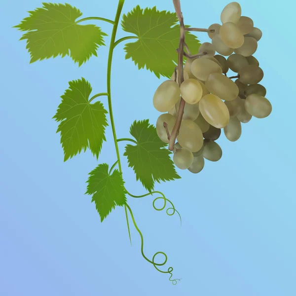 Uvas com folhas no fundo azul. Ilustração vetorial — Vetor de Stock