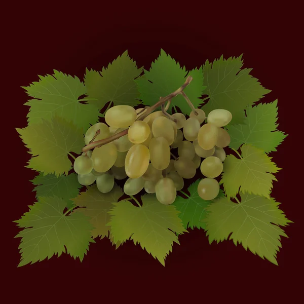 Grappolo d'uva su foglie di uva verde. Illustrazione vettoriale — Vettoriale Stock