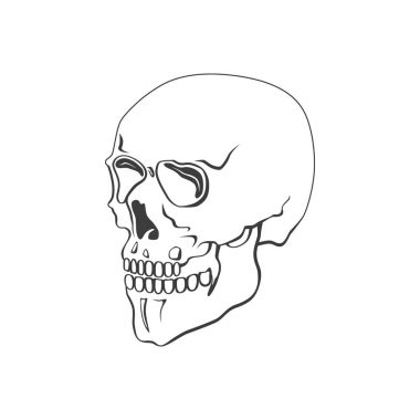 Kafatası vektör çizim veya simge