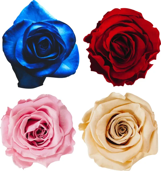 Realistische Rozen Geïsoleerde Bloemen Flora — Stockvector