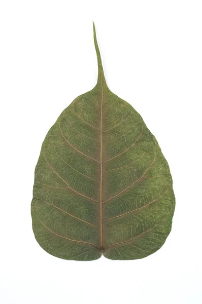 Semi Suchy liść na białym tle szczegółowo tekstury. — Zdjęcie stockowe