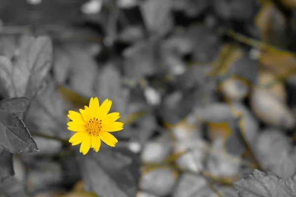 Żółty kwiat przez elektroniczny filtr technic kamery. — Zdjęcie stockowe