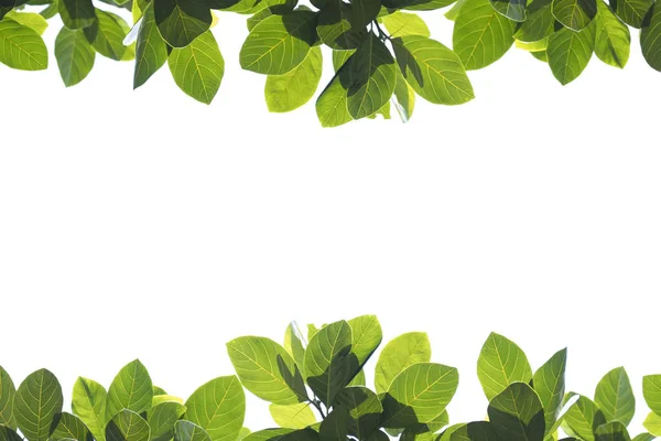 Friss zöld levelek fehér háttér másolási hely. Jogdíjmentes Stock Képek