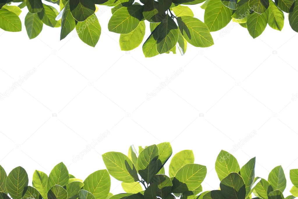 Fresh green leaves on white background with copy space.