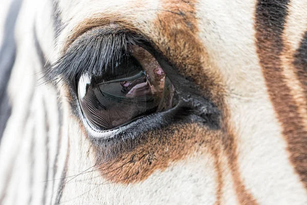 Zbliżenie oczu zebra — Zdjęcie stockowe