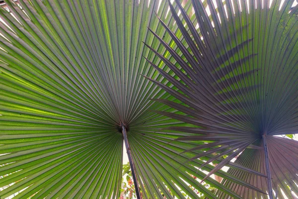 Parapluie Feuilles Palmiers Tropicaux Image Abstraite — Photo