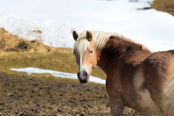 Belo Retrato Cavalo Início Primavera — Fotografia de Stock