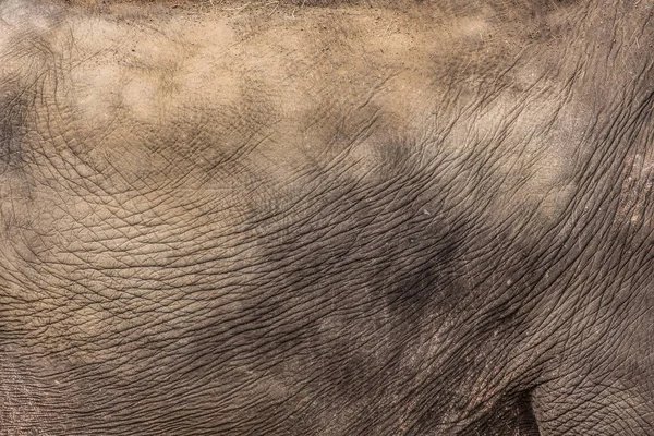 Peau Éléphant Fond Animal Naturel Abstrait — Photo