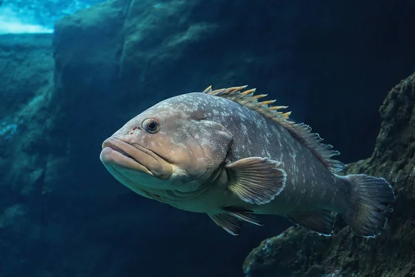 Polyprion Americanus Wrackfische Steinbarsche Ein Großer Atlantikfisch Unterwasserleben — Stockfoto