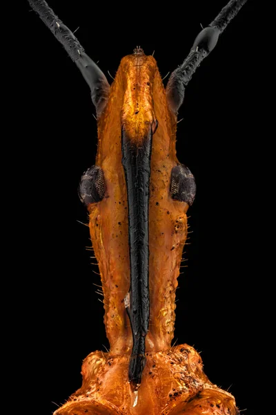 Portrait d'un insecte tueur d'asclépiade — Photo