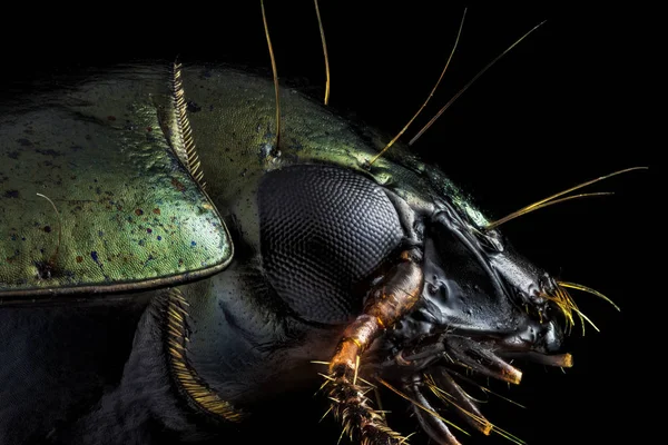 Retrato de perfil de un escarabajo verde — Foto de Stock