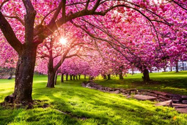 Cherry tree blossom clipart