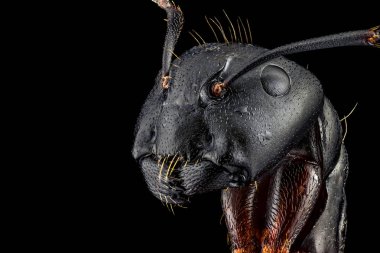 Portrait of an ant clipart