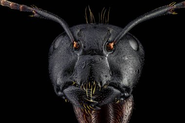 Extreme macro full frontal portrait of an ant clipart