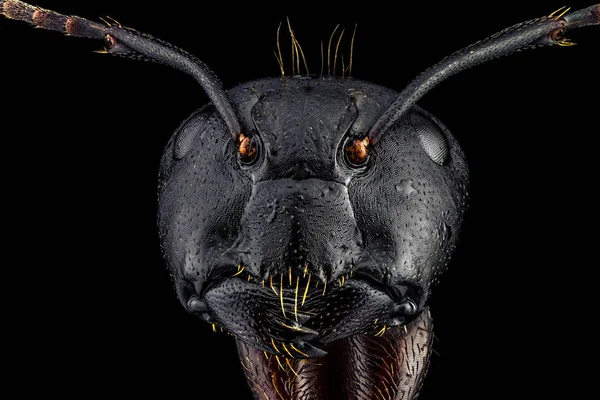 Extrémní makro plné čelní portrét mravence — Stock fotografie