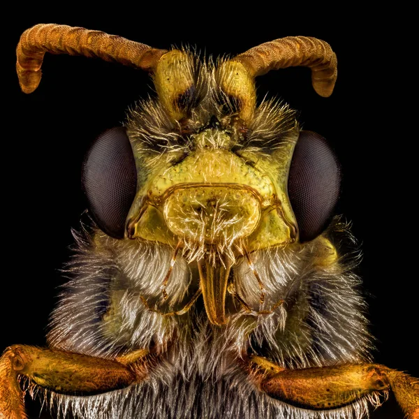 Retrato de una abeja — Foto de Stock