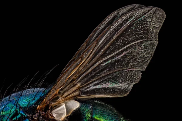 Botella verde volar alas — Foto de Stock