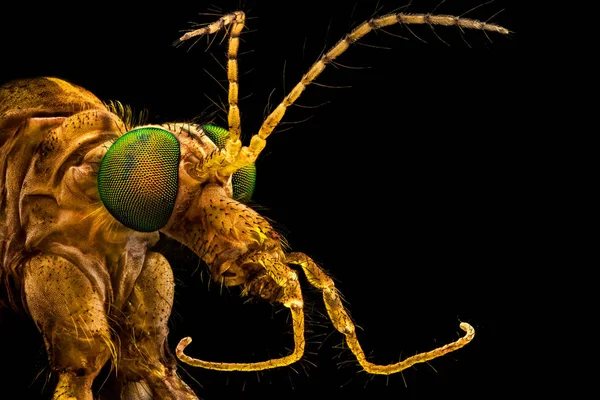 Zelené oči jeřáb Fly — Stock fotografie