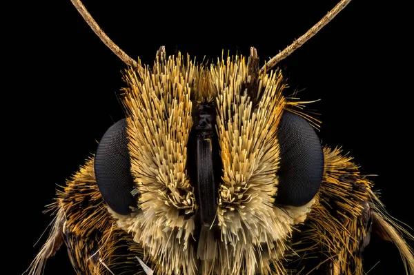 Retrato de um traço skipper borboleta — Fotografia de Stock