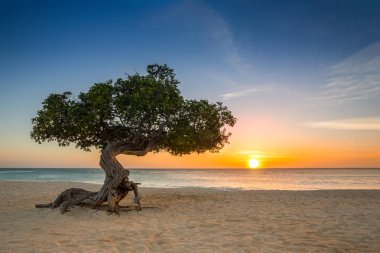 Divi-divi tree in Aruba clipart