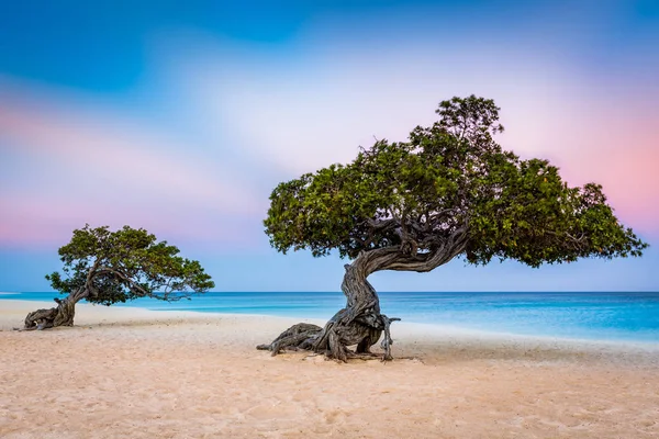 Divi-Divi drzew na Eagle Beach — Zdjęcie stockowe