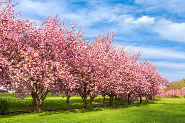 Cherry tree blossom explosion — Stockfoto