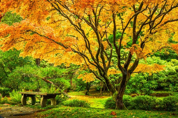 日本槭树 — 图库照片