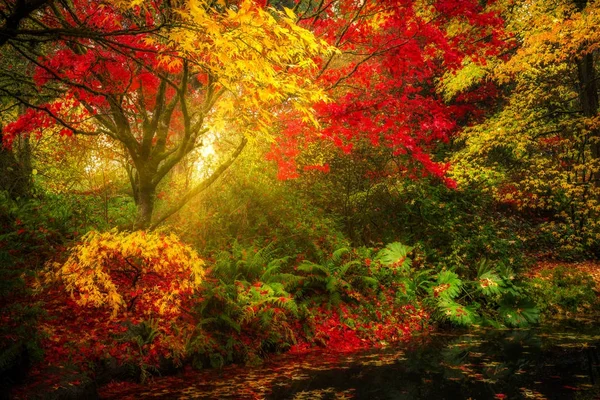 西雅图华盛顿公园植物园的梦幻秋天树叶景观 — 图库照片