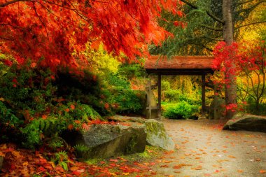 Wooden Japanese Gate and lush fall foliage in Kubota Garden, Seattle clipart