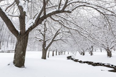 Winter time in Hurd Park, Dover, New Jersey with snowy cherry trees. clipart