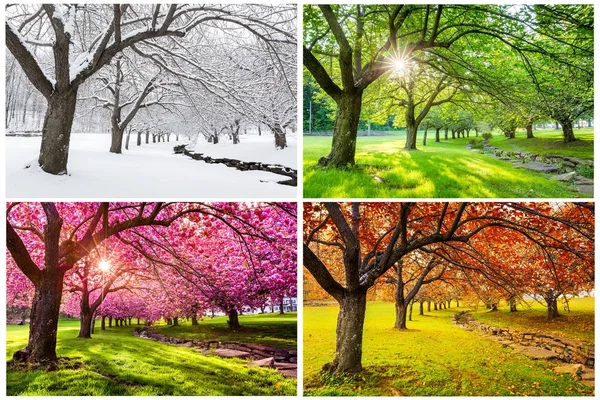 Четыре Сезона Японскими Вишневыми Деревьями Хард Парке Дувр Нью Джерси — стоковое фото