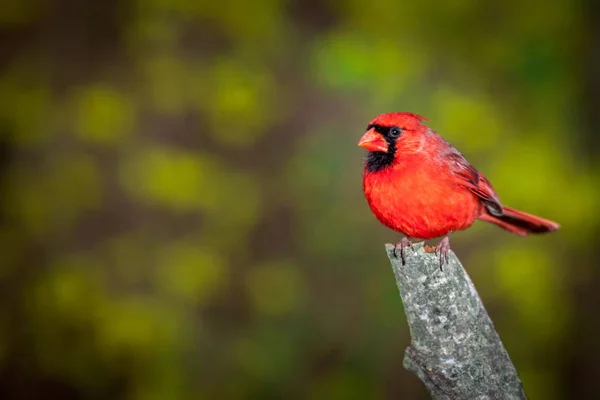 Hombre Cardenal Del Norte Encaramado Una Rama Sobre Fondo Borroso — Foto de Stock