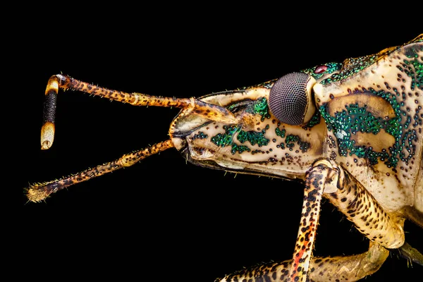 Perfil retrato de um bug fedorento — Fotografia de Stock