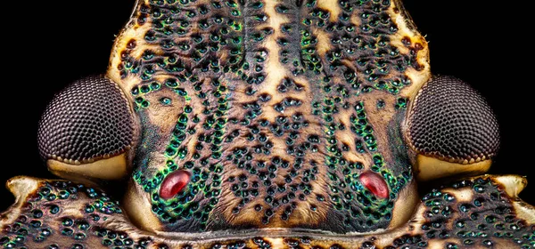 Vista dorsal de una cabeza de insecto apestoso — Foto de Stock